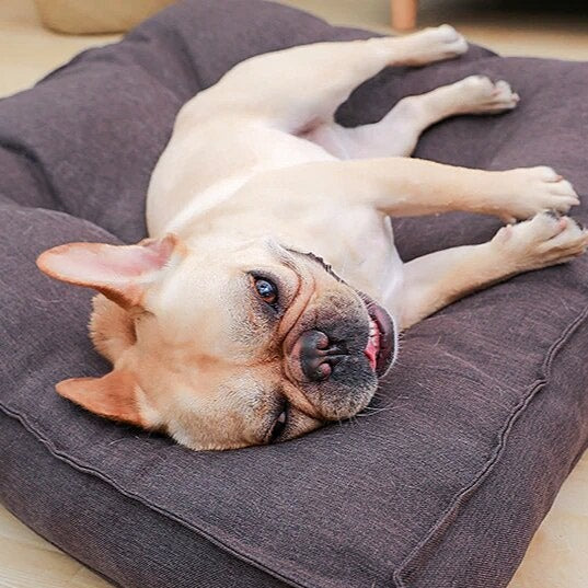 Dog Sofa Bed | Pet Sofa Bed | Clarity Rhythm