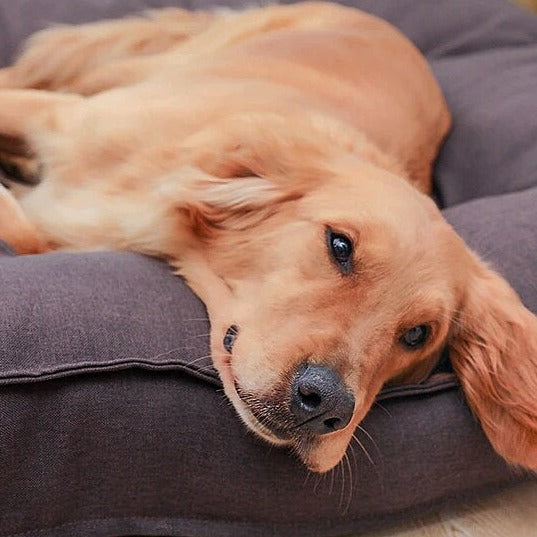 Dog Sofa Bed | Pet Sofa Bed | Clarity Rhythm