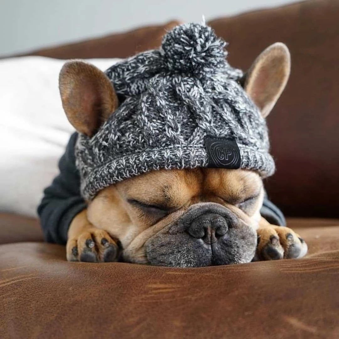 Dog Warm Hat | Dog Cozy Hat | Clarity Rhythm