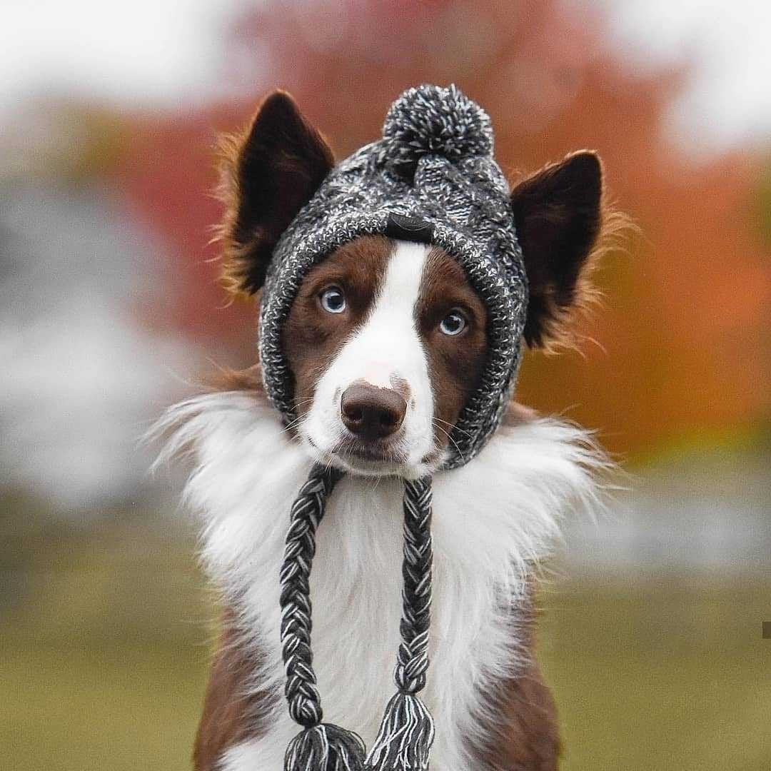 Dog Warm Hat | Dog Cozy Hat | Clarity Rhythm